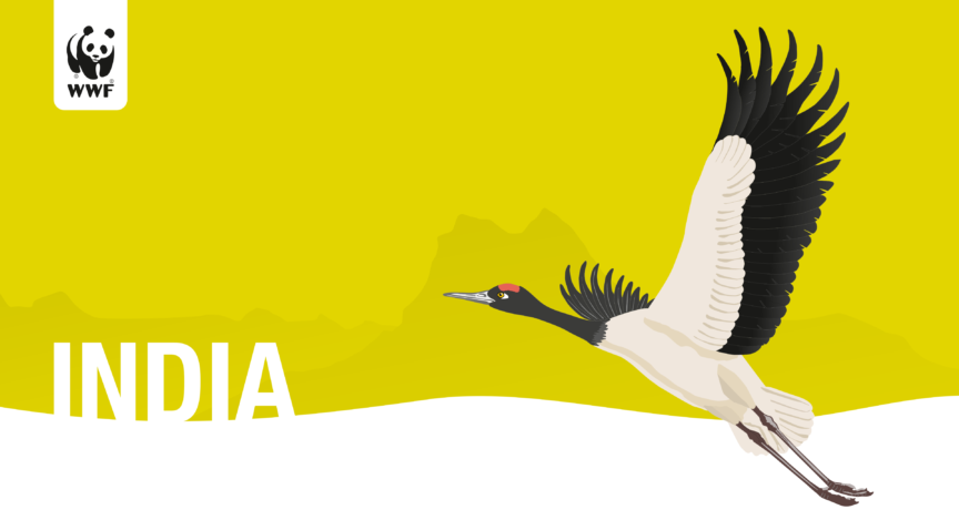 Wwf India
